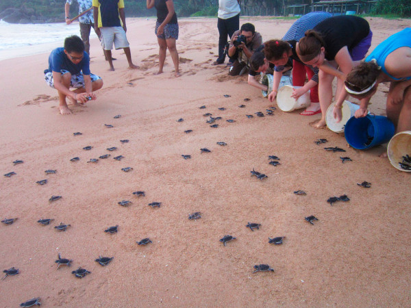 Помощь в сохранении популяции морских черепах